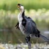 Kormoran cernobily - Microcarbo melanoleucos - Little Pied Cormorant o7572